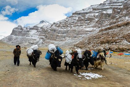 Yak Rental Serivce