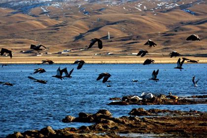 Birds by the Lakeside