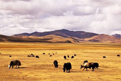 Bangda Grassland