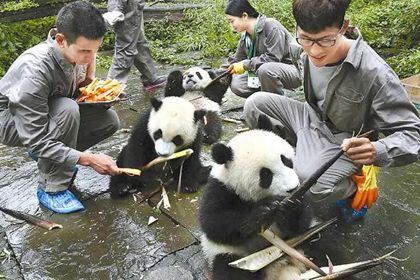 Wolong Panda Volunteer Day Tour