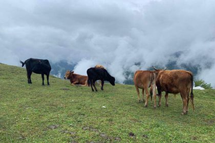 Wolong Panda Mountain Light Hiking 1 Day Trip