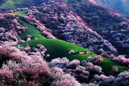 12 Days Xinjiang New Orient Express Train Tour in April