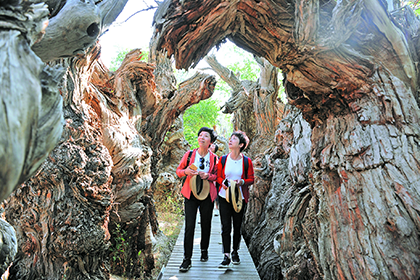 15 Days Xinjiang New Orient Express Train in August